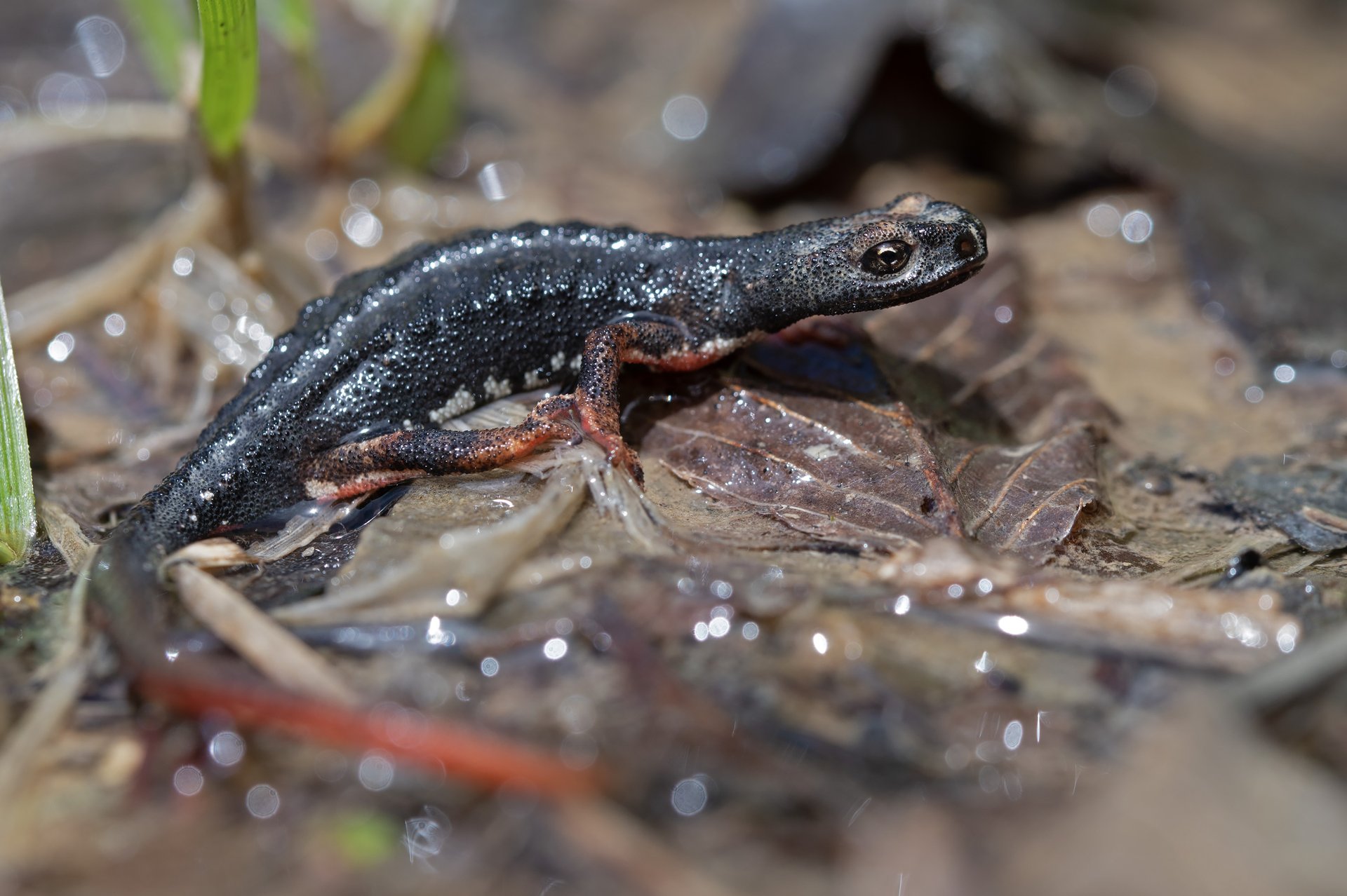 Salamandrina dagli occhiali