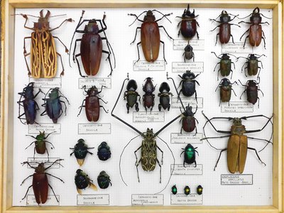 Scatola entomologica con insetti del Brasile. Foto di Gualtiero Accornero