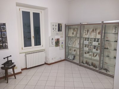 Seconda sala: botanica - 1