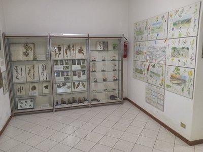 Seconda sala: botanica - 2