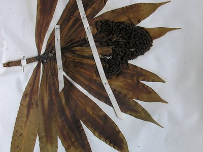 Senecio thurifer Bertero [Robinsonia thurifera Decaisn]. Campione essiccato. Collezione Luigi Colla (1766-1848) – TO – Herbarium Generale