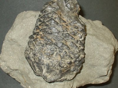Sequoia sp.. Pliocene. Cortiglione (AT). Foto di Vittorio Pane.