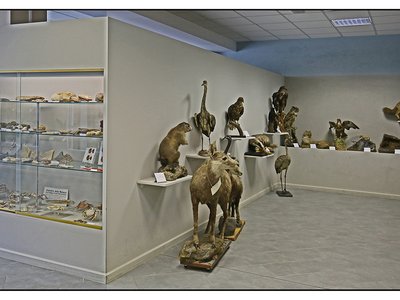 Animali del territorio. Sala di Scienze naturali Giacomo Parola