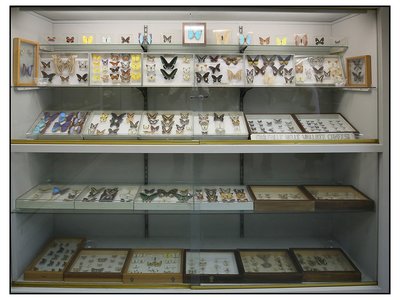 Farfalle provenienti da diverse parti del mondo. Sala di Scienze naturali Giacomo Parola