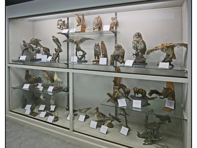 Uccelli del territorio. Sala di Scienze naturali Giacomo Parola