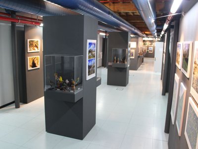Sezione naturalistica del Museo Archeologico del Canavese e della Biodiversità