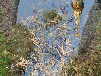 Stagno planiziale. Giardino didattico del Museo