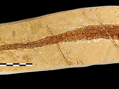 <i>Syngnathus albyi</i>, pesce ago | Messiniano inferiore | Roddi (CN)