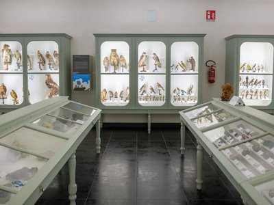 Teca della Collezione ornitologica | foto di Paolo Brignone