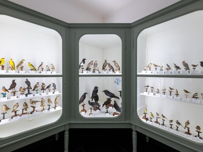 Teca della Collezione ornitologica | foto di Paolo Brignone