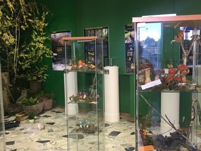 Teche con riproduzioni di funghi