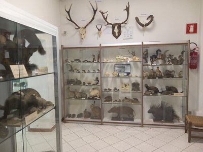 Terza sala: mammiferi, anfibi e rettili