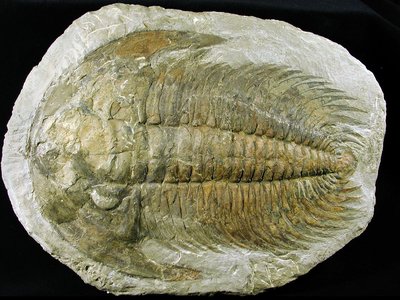 Trilobite Acadoparadoxides mureorensis. Cambriano, Acadiano. Sidi Abdallah ben el Hadj, Marocco. Foto di Gualtiero Accornero