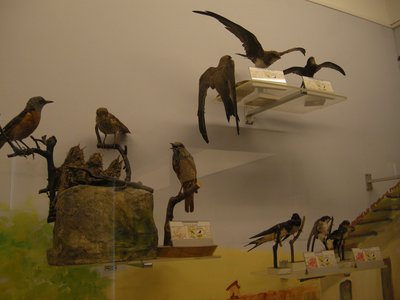 Uccelli dell’albese