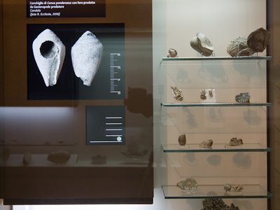 Una delle vetrine espositive con fossili marini biellesi di epoca pliocenica