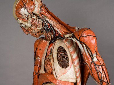 Uomo di Auzoux: modello anatomico in cartapesta (1830)