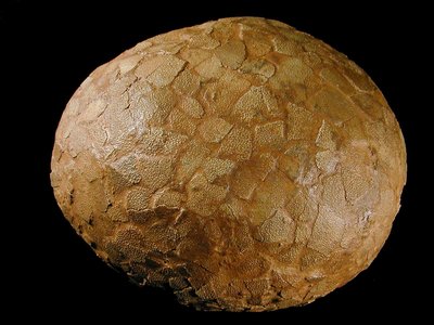 Uovo di dinosauro Hypselosaurus sp.. Cretaceo superiore, Maastrichtiano. Rognac, Bousches du Rhône, Francia. Foto di Gualtiero Accornero