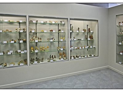 Vetrina espositiva con generi vari di ascomiceti. Sala Giulio Chiapasco
