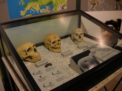 Vetrina introduttiva relativa all’evoluzione umana, contenente le ricostruzioni di crani e fossili di Uomo di Neanderthal trovati sul Monte Fenera nel 1955 e 1989