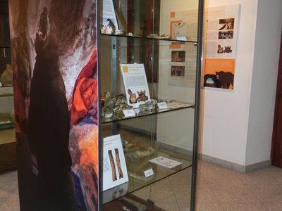 Vetrina paleontologica. MU.ME. Museo Archeologico Mergozzo