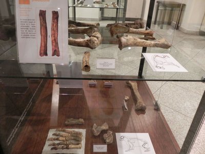 Vetrina paleontologica. MU.ME. Museo Archeologico Mergozzo