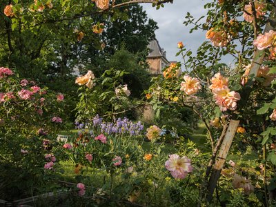Vista sulle iris dal viale delle rose rampicanti. Orto Botanico di Torino. Foto di Loïc Maurice Mingozzi