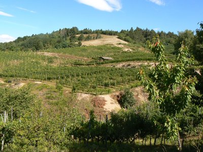Vista verso nord sui vigneti del Bramaterra di Casa del Bosco. Foto di Silvia Chersich