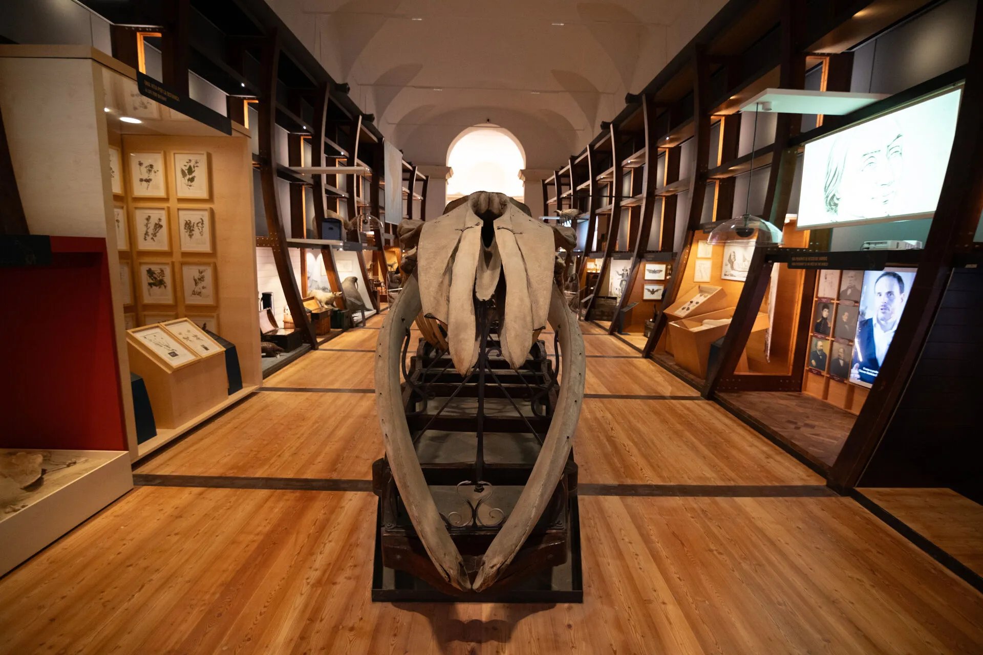 Dai fossili ai minerali, dagli scheletri alle piante, ogni parte del Museo racc…