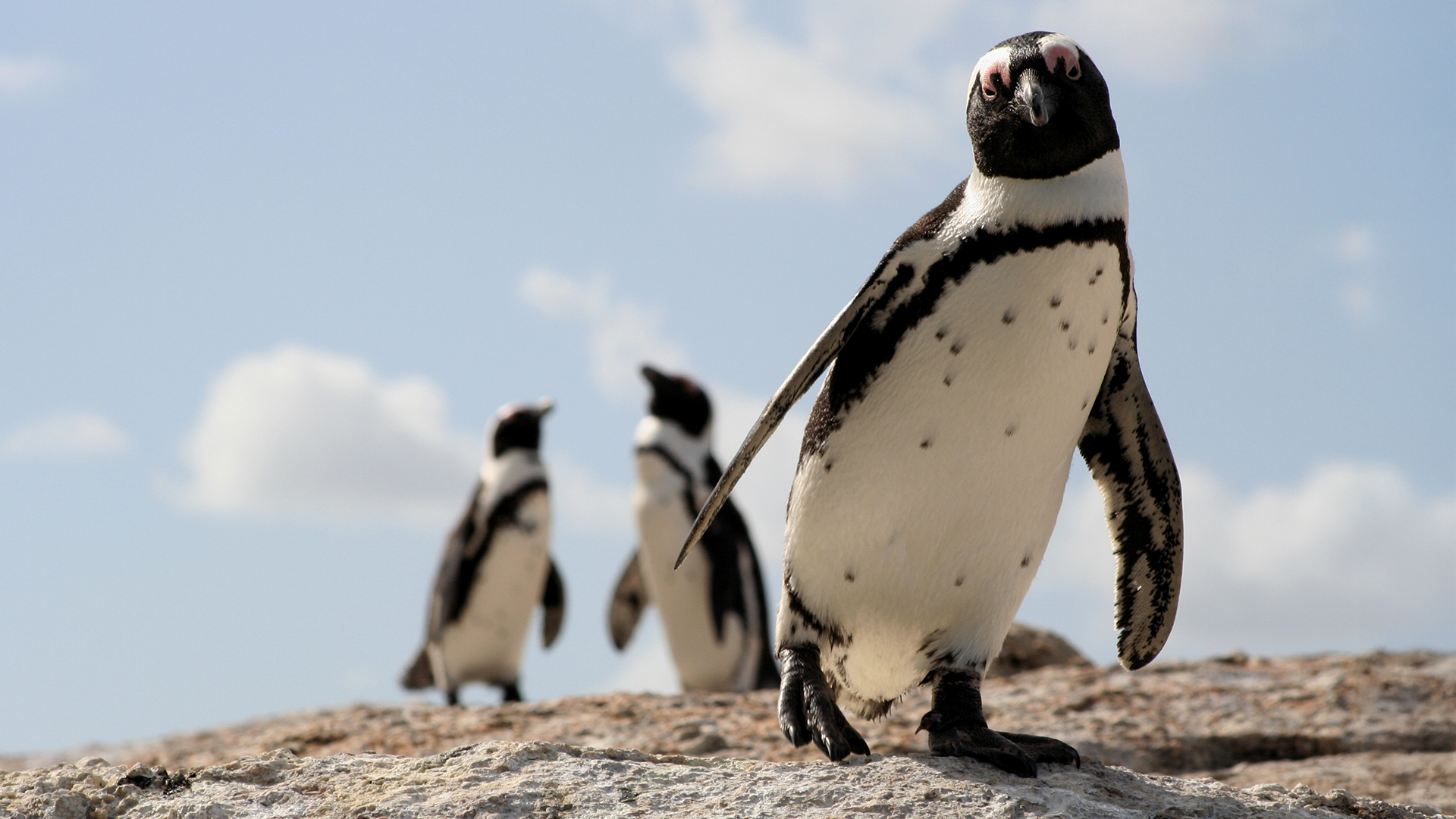 Cosa dicono i pinguini, talk del professore Livio Favaro