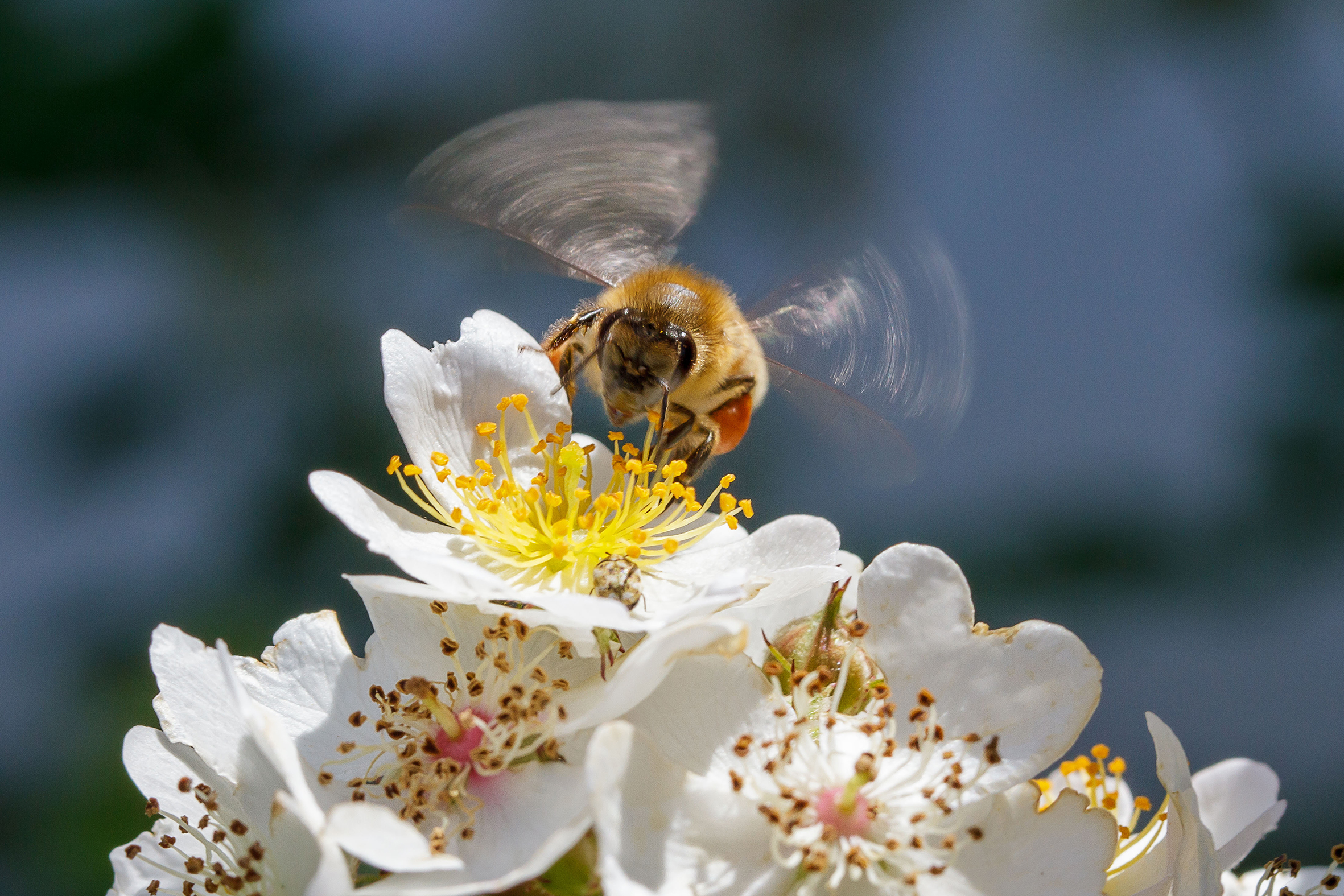 descrizione immagine