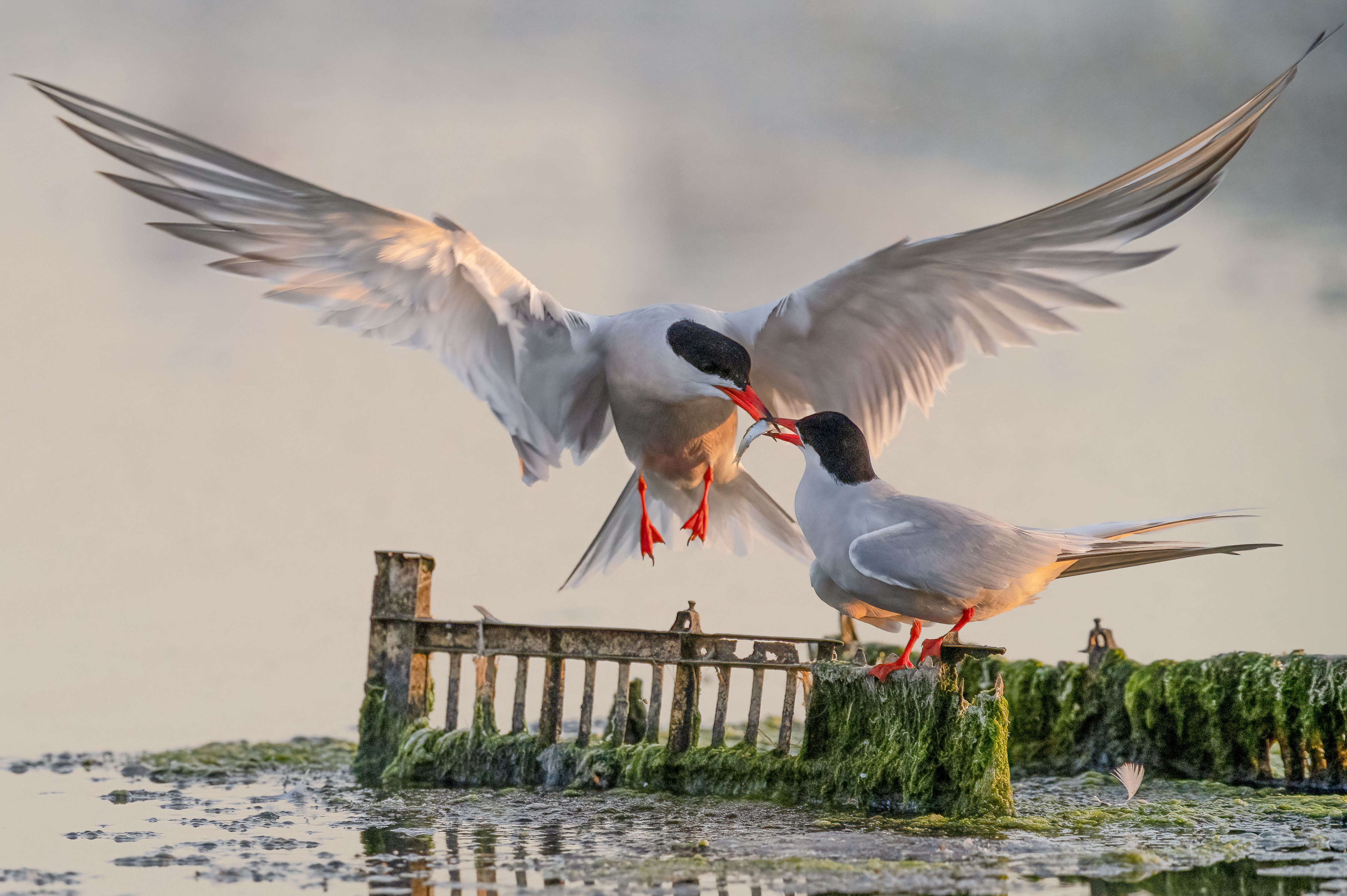 descrizione immagine