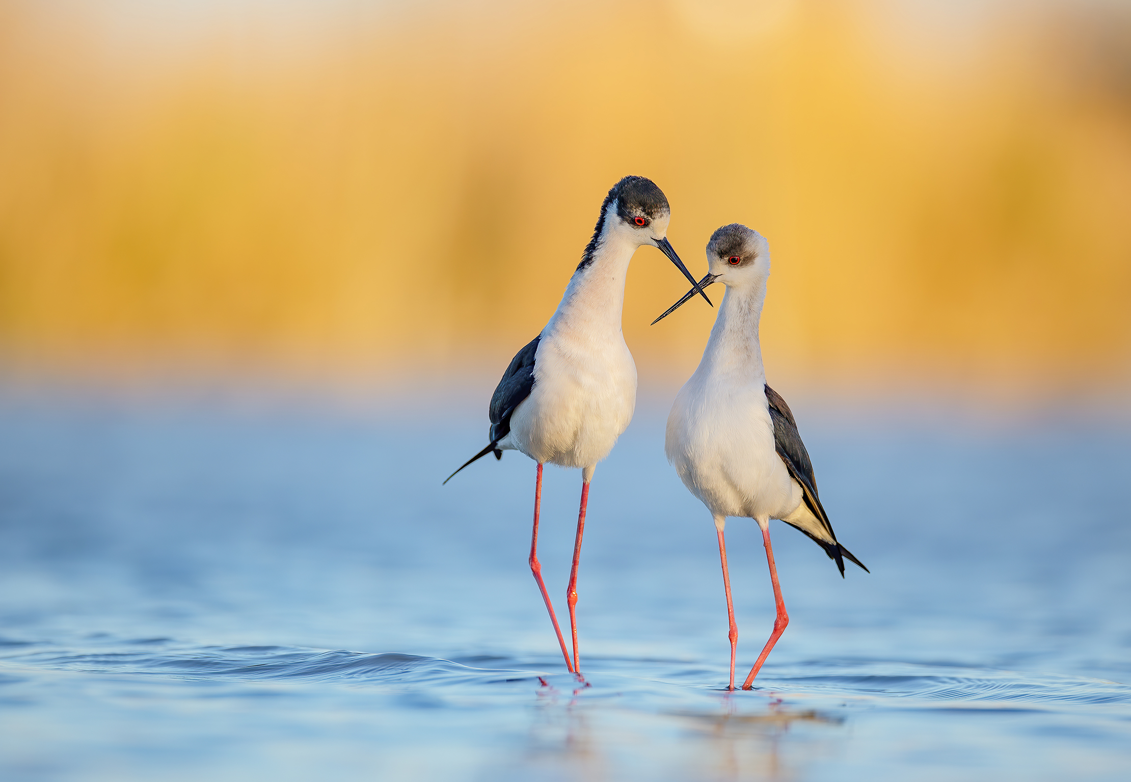 descrizione immagine