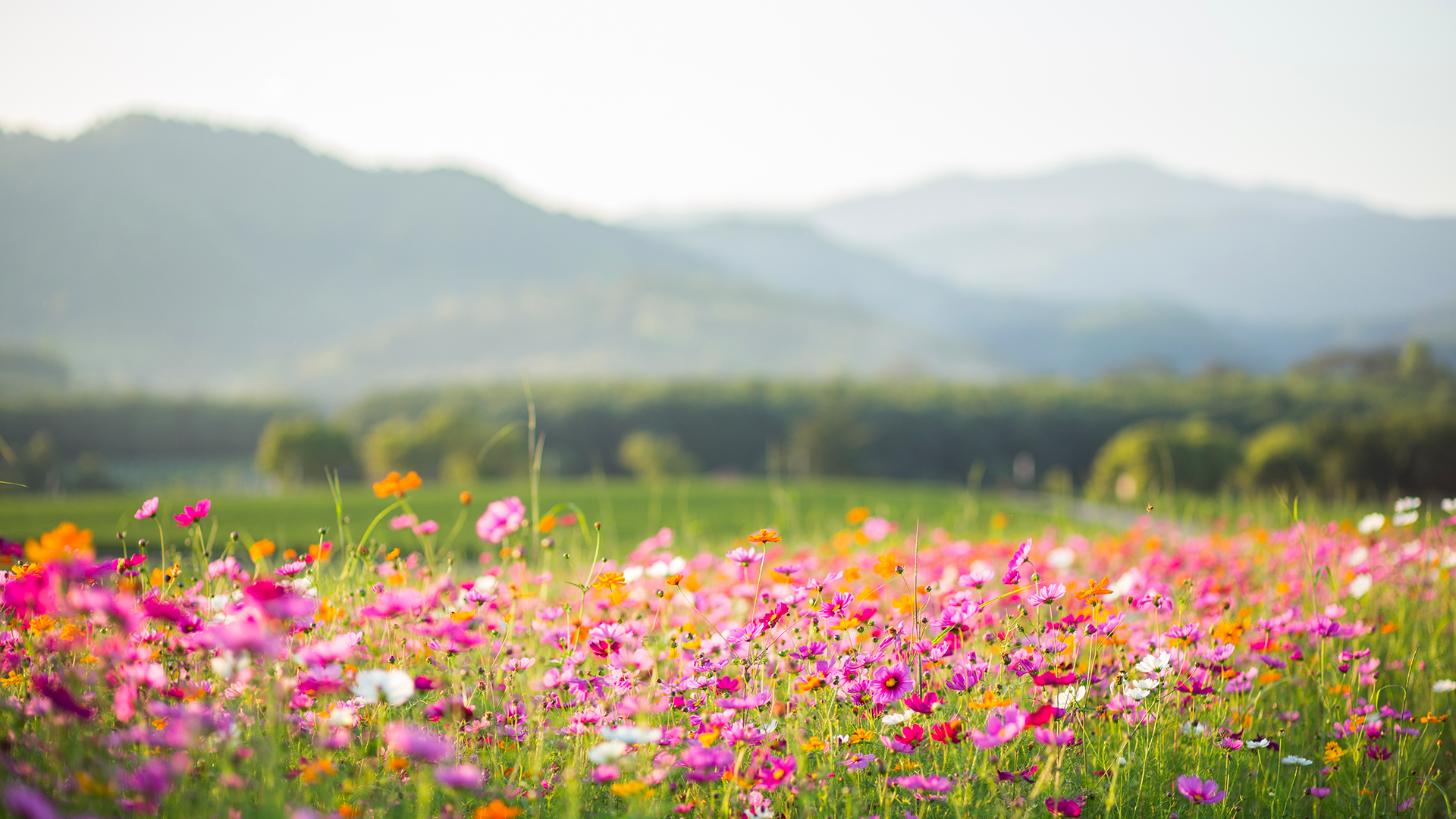 Scienze in città: i primi fiori in collina