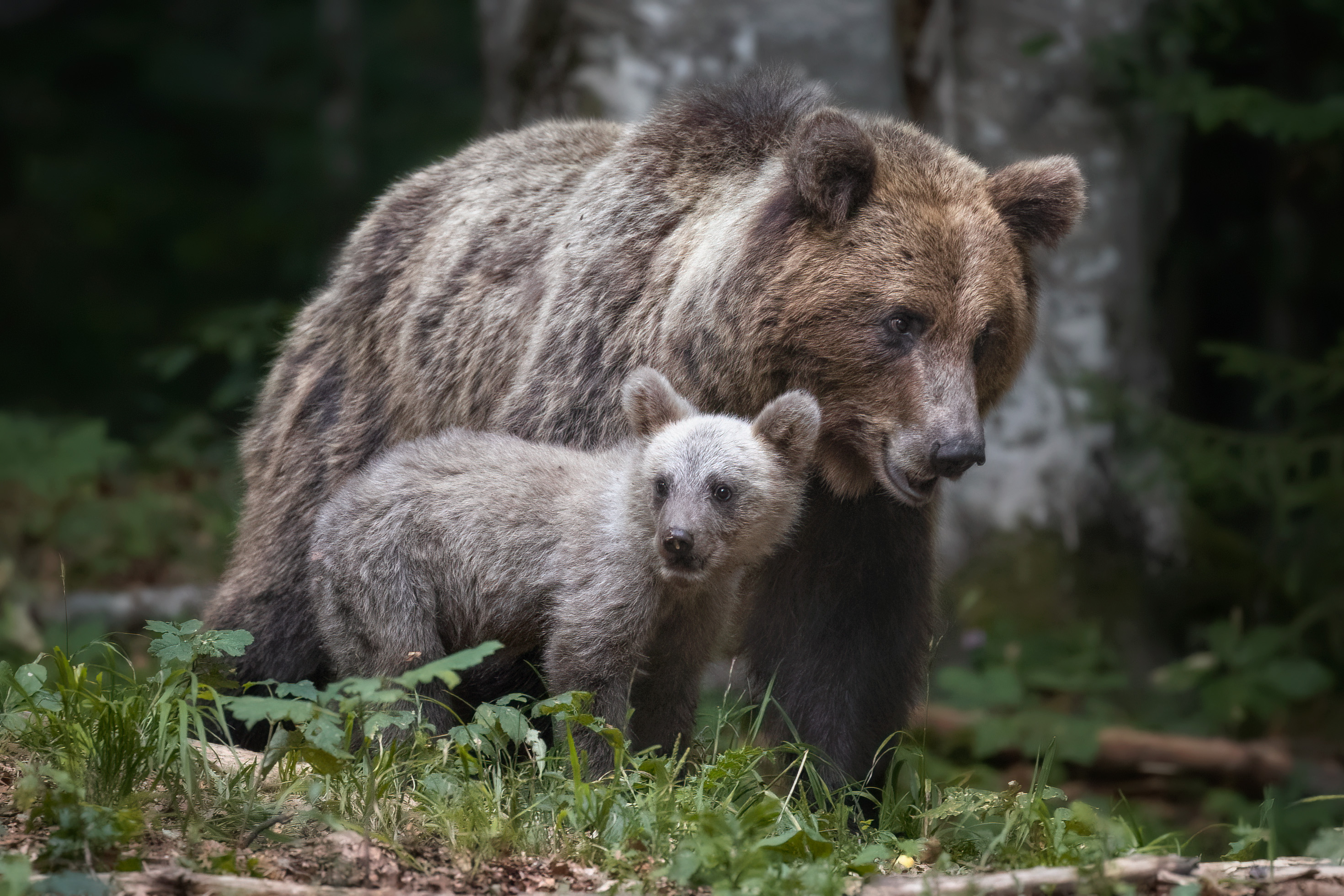 descrizione immagine