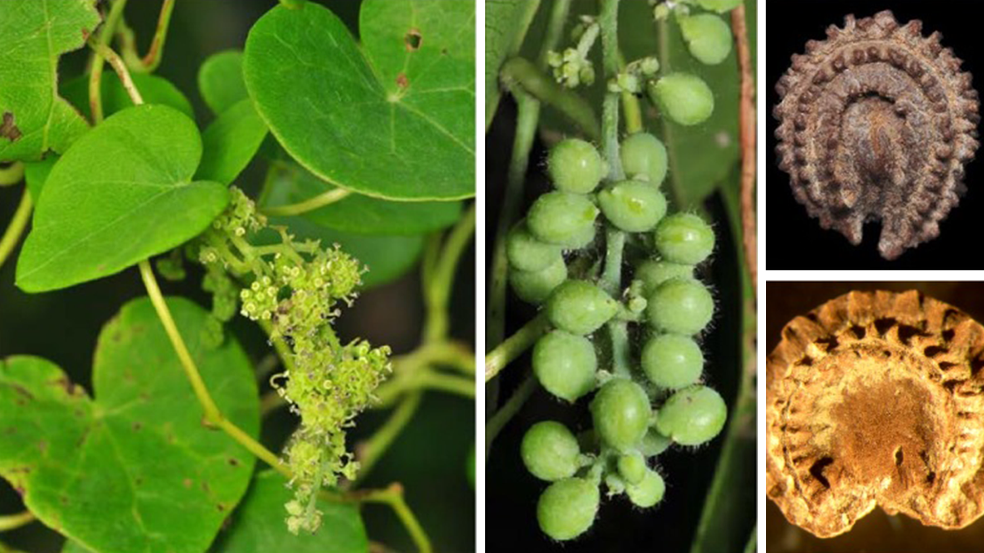 flora scomparsa del piemonte