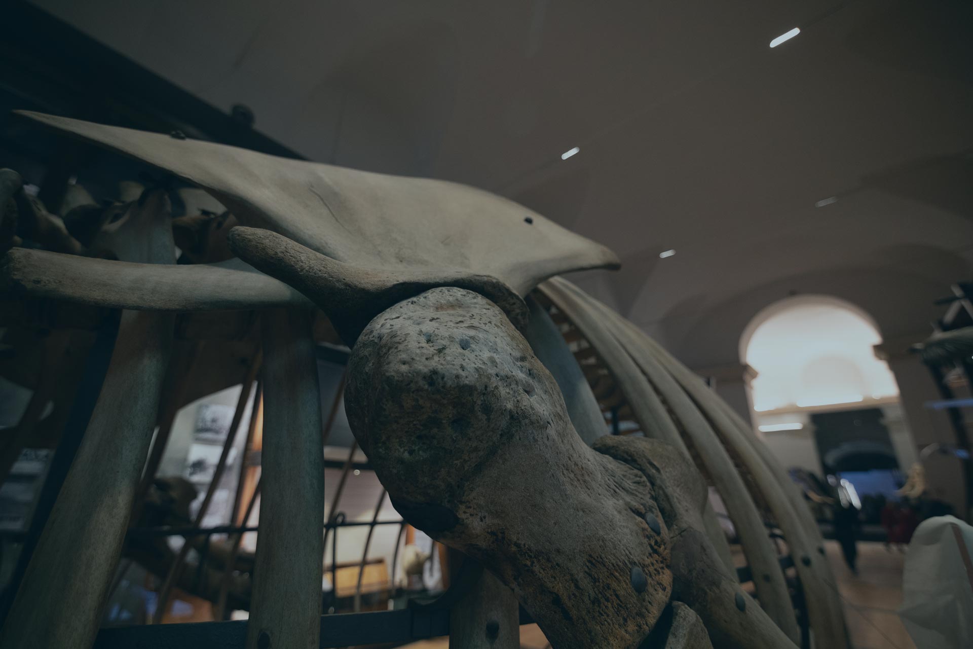 scheletro nel museo